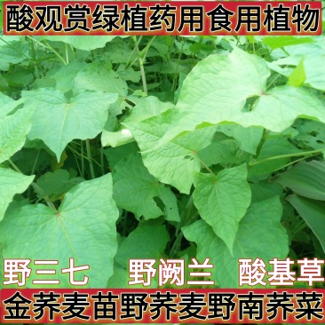 野生金荞麦苗荞麦三七有机蔬菜野菜嫩茎叶做菜中草药材