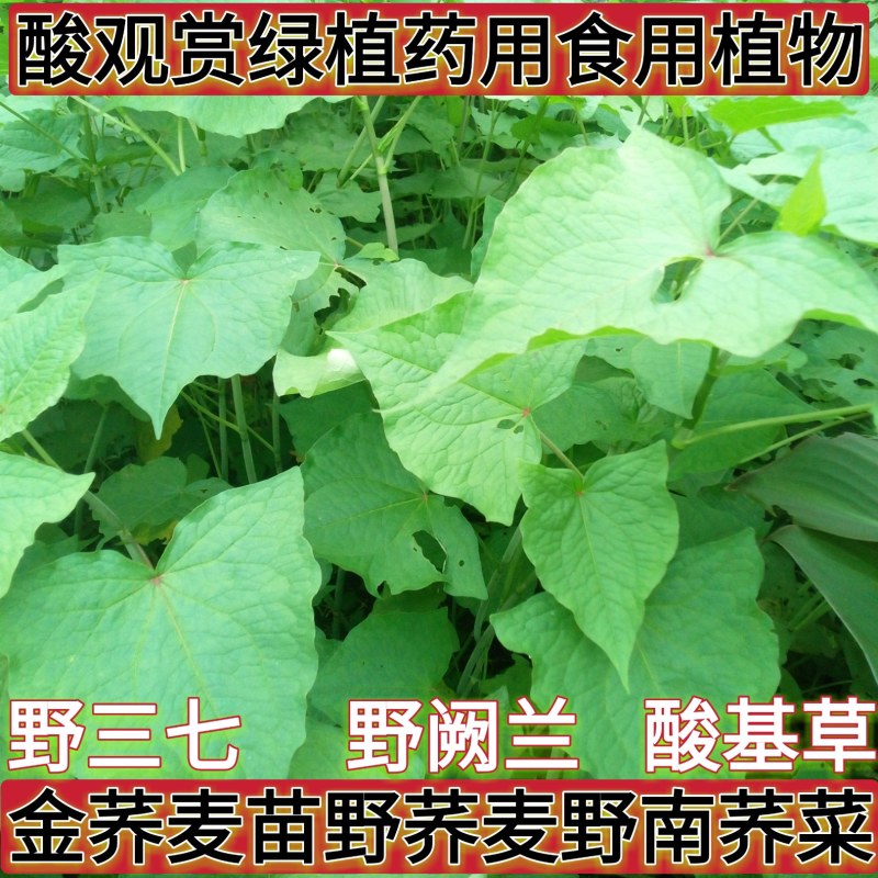 野生金荞麦苗荞麦三七有机蔬菜野菜嫩茎叶做菜中草药材