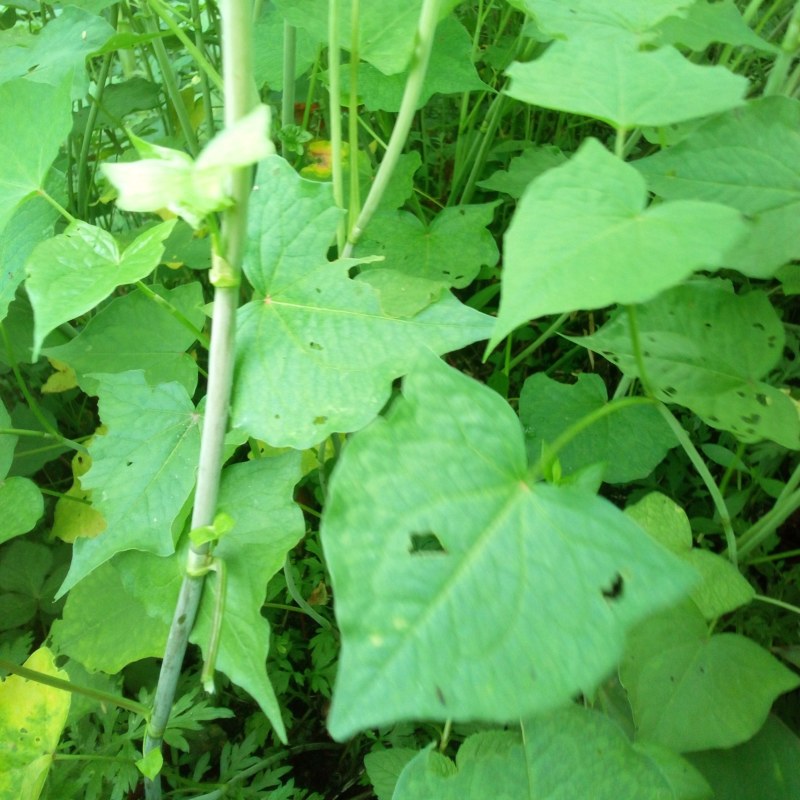 野生金荞麦苗荞麦三七有机蔬菜野菜嫩茎叶做菜中草药材