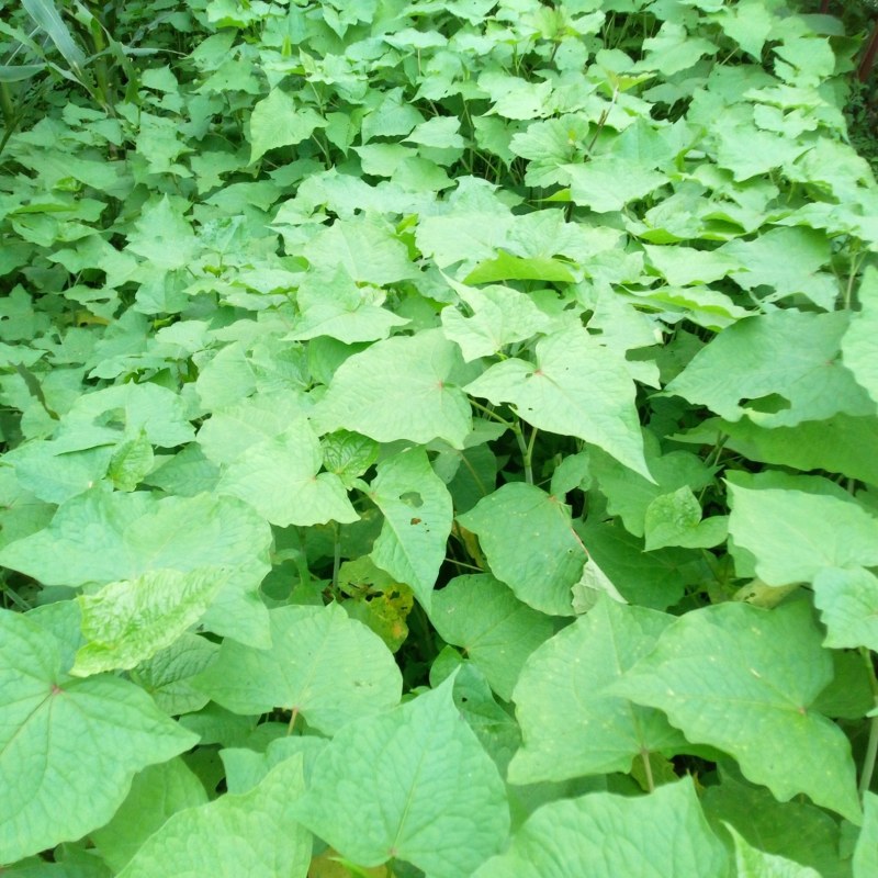 野生金荞麦苗荞麦三七有机蔬菜野菜嫩茎叶做菜中草药材