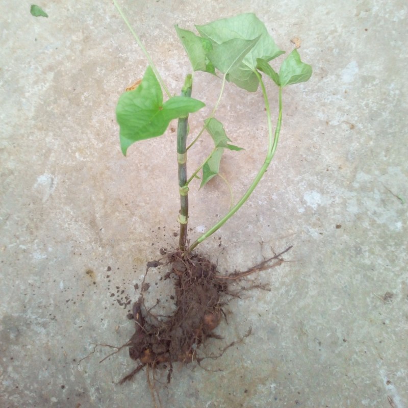 野生金荞麦苗荞麦三七有机蔬菜野菜嫩茎叶做菜中草药材