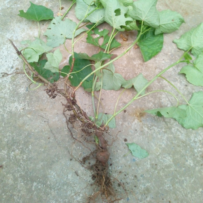 野生金荞麦苗荞麦三七有机蔬菜野菜嫩茎叶做菜中草药材