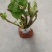 野生金荞麦苗荞麦三七有机蔬菜野菜嫩茎叶做菜中草药材