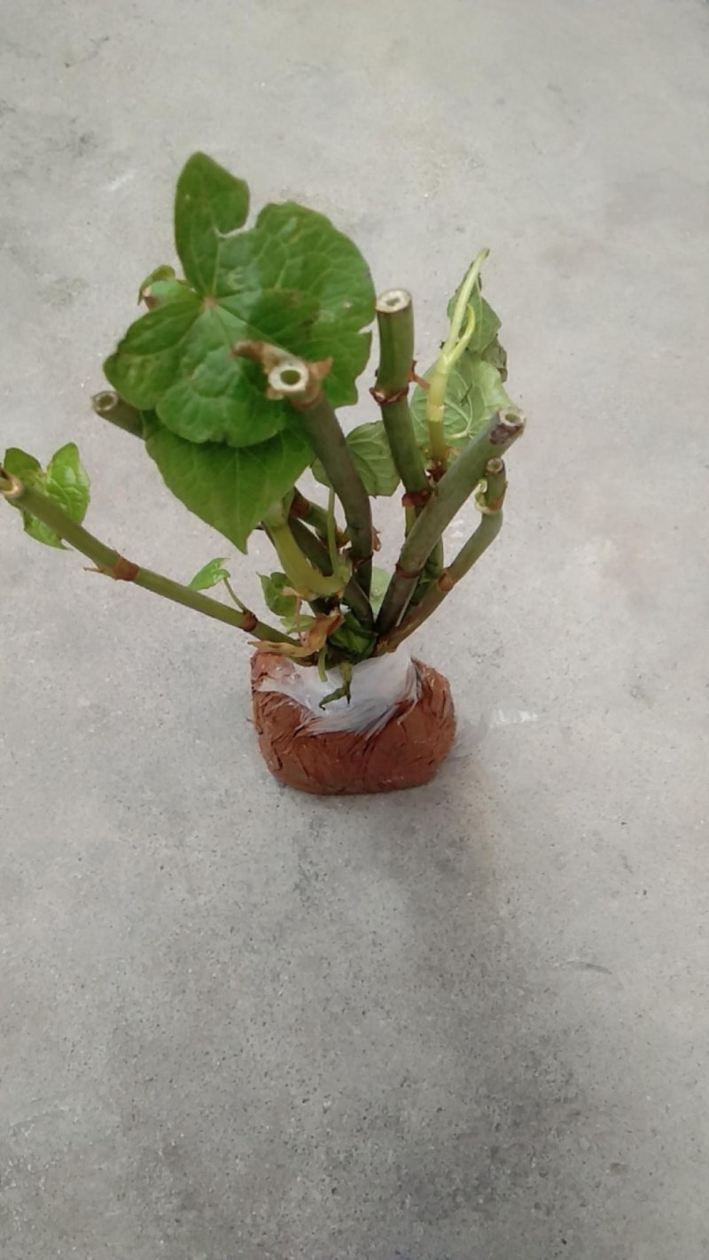 野生金荞麦苗荞麦三七有机蔬菜野菜嫩茎叶做菜中草药材