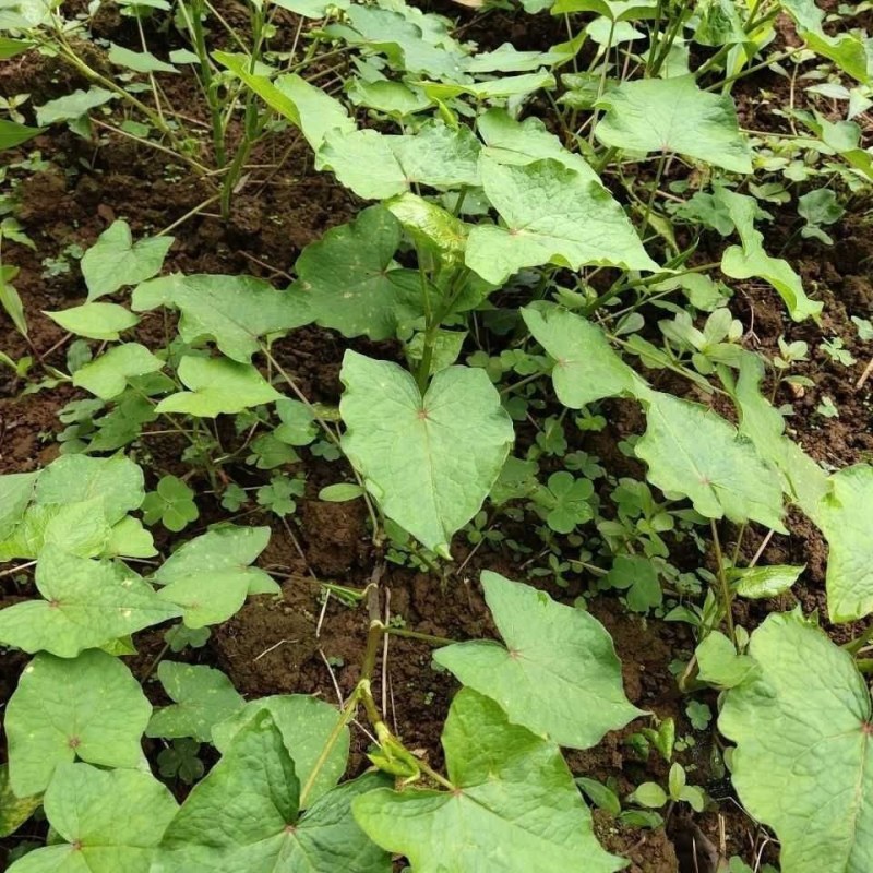 野生金荞麦苗荞麦三七有机蔬菜野菜嫩茎叶做菜中草药材
