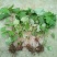 野生金荞麦苗荞麦三七有机蔬菜野菜嫩茎叶做菜中草药材