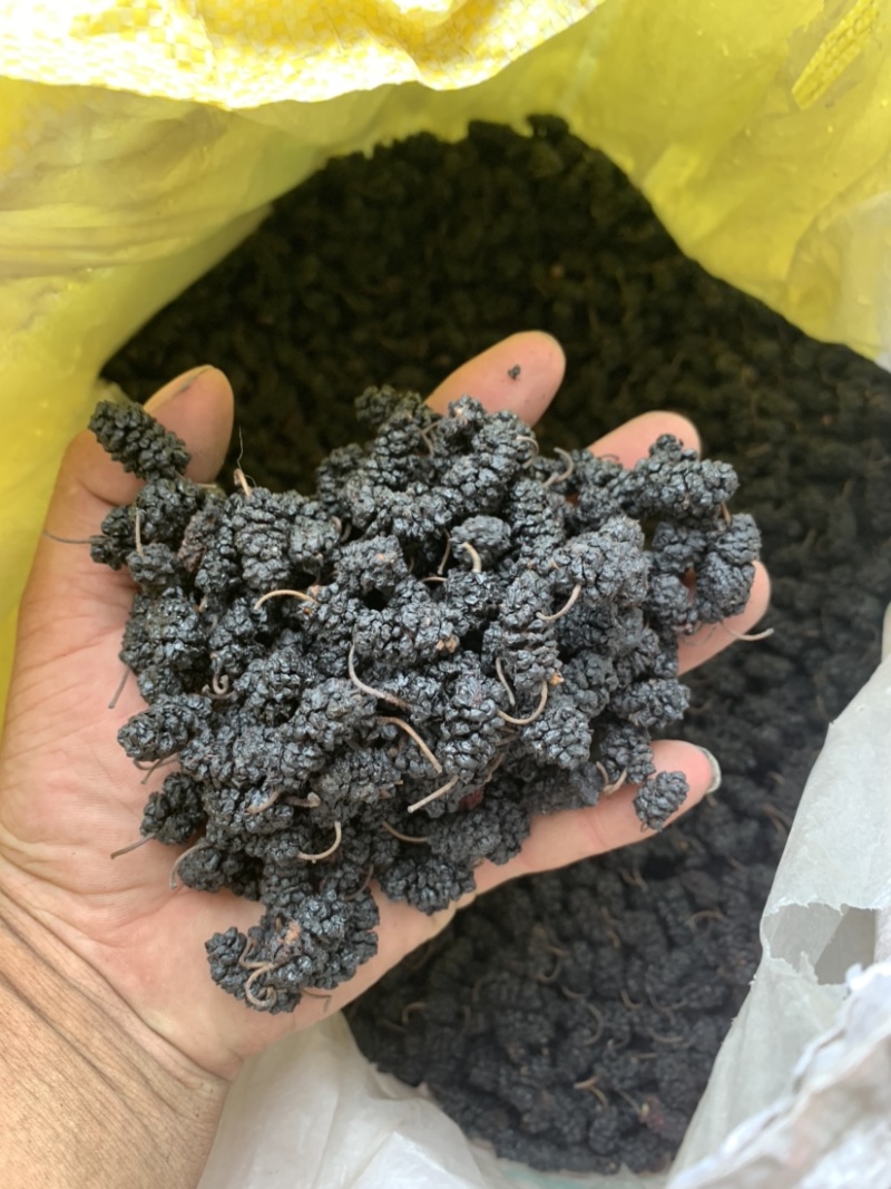 【2022年新货】桑葚干一级药材无碎果可供各大药厂市场