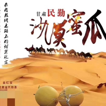 甘肃民勤大漠甜瓜金红宝，皮薄肉厚一件代发包邮到家