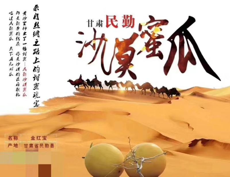 甘肃民勤大漠甜瓜金红宝，皮薄肉厚一件代发包邮到家