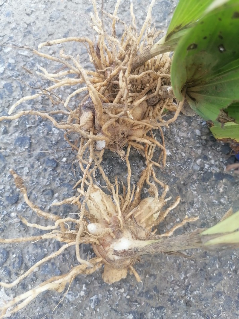 急出售白芨，要的速度。一星期之内。现货，8至10吨。