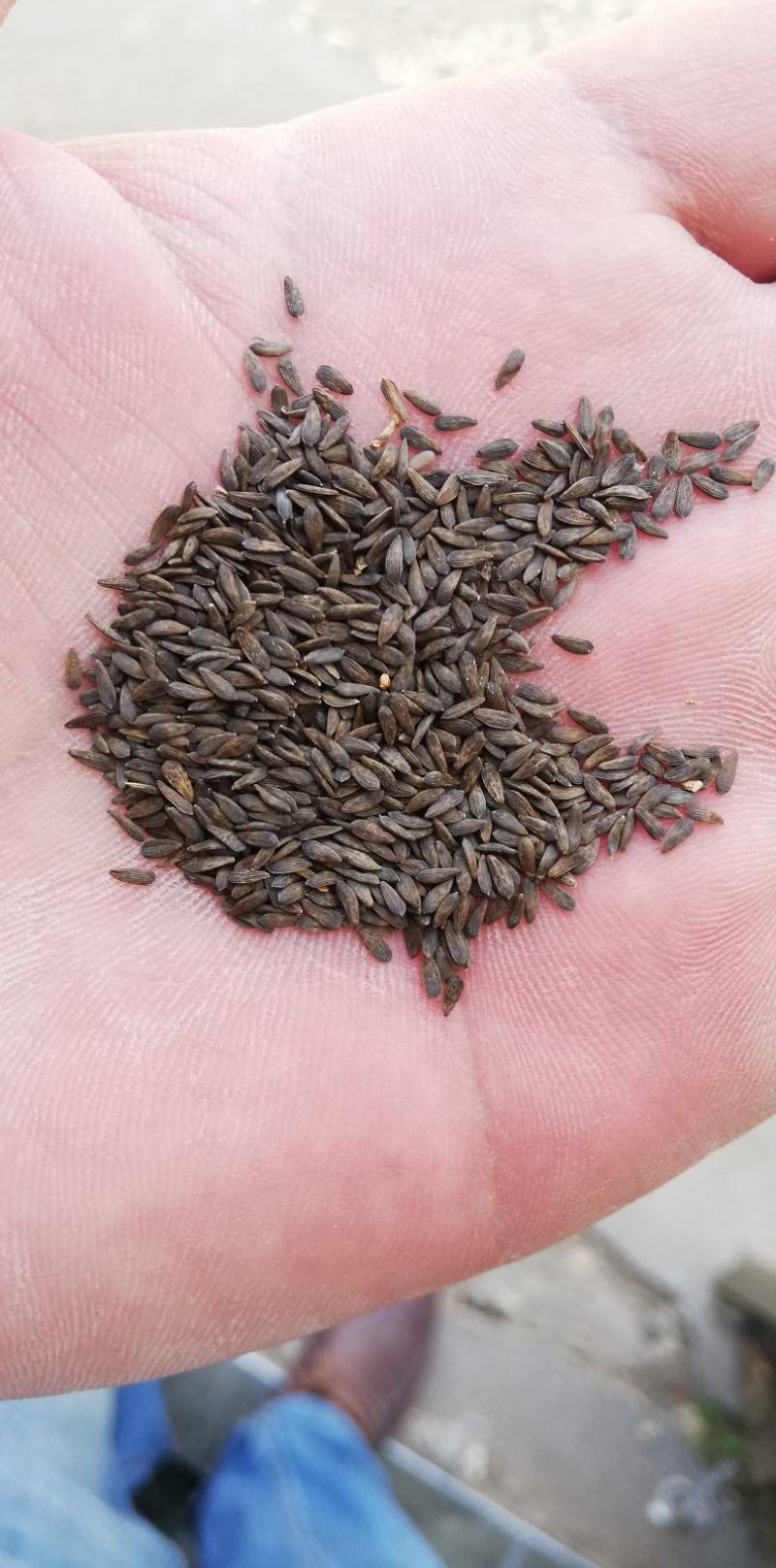黑生菜籽