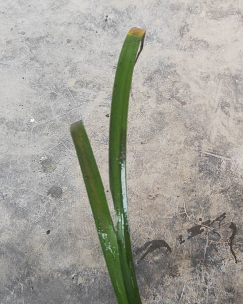 菖蒲