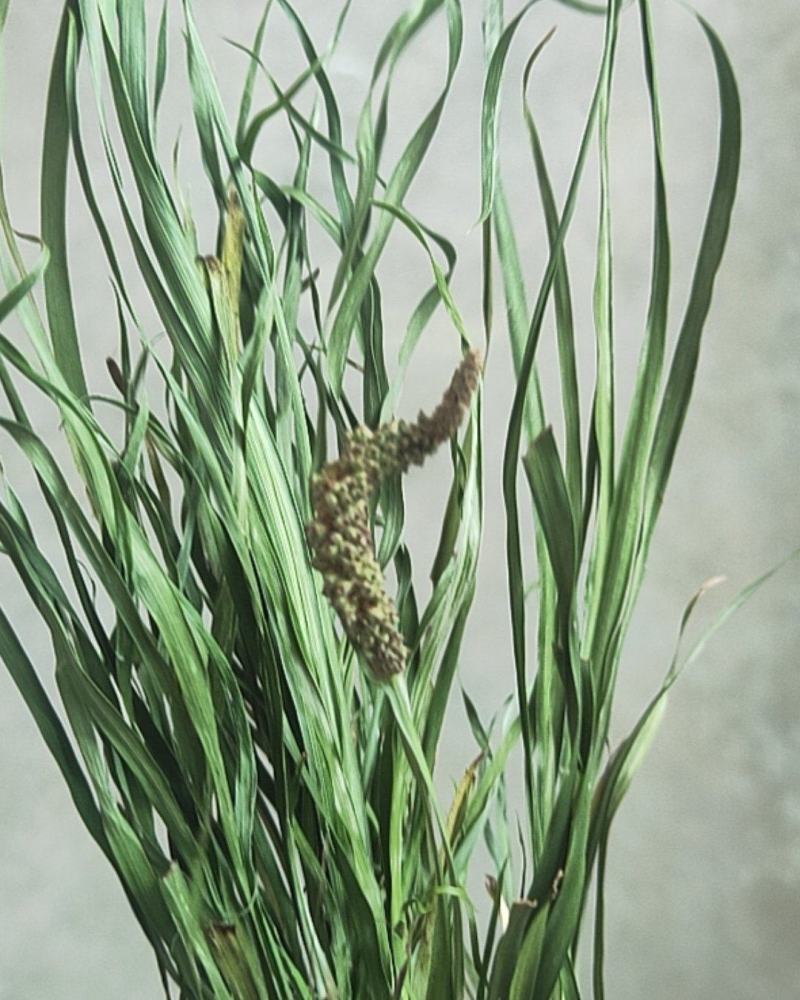 菖蒲