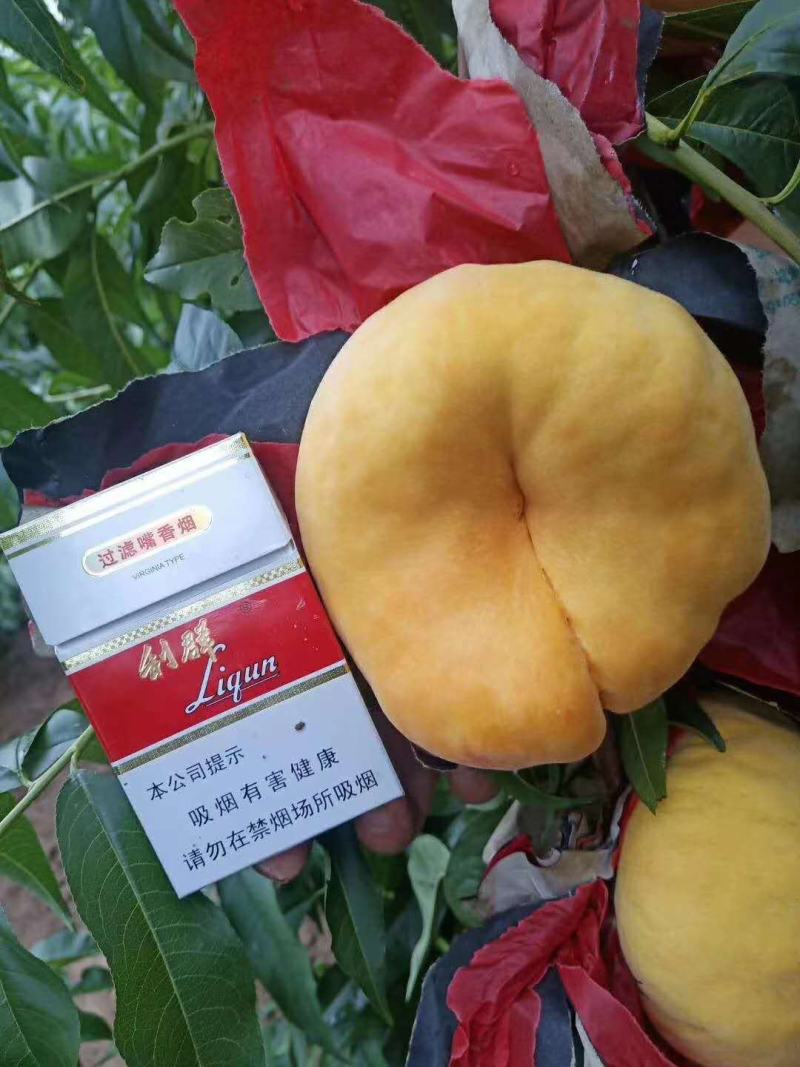 陕西西安中蟠十一毛蟠桃预计7月20左右成熟，现开始预售