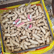 精品鲜花生，过筛子，手选果，颗粒饱满，量大