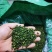 九叶青花椒干椒批量出售，色泽鲜艳，开口率高，欢迎采购！
