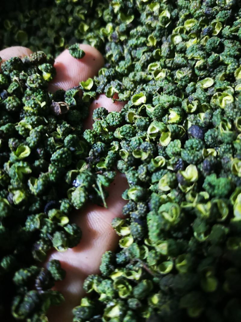 九叶青花椒干椒批量出售，色泽鲜艳，开口率高，欢迎采购！