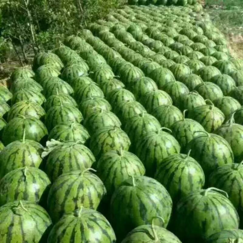 东北西瓜，精品地雷瓜上市，火爆热卖中，联系我视频看货！