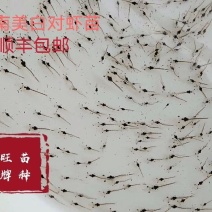 虾苗南美白对虾苗白虾苗进口一代苗快大苗对虾苗