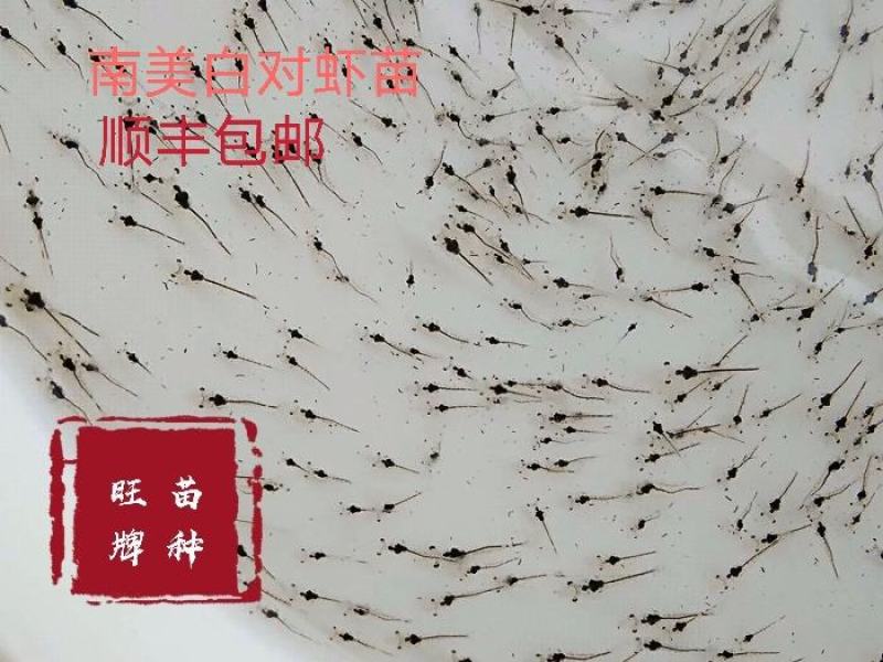 虾苗南美白对虾苗白虾苗进口一代苗快大苗对虾苗