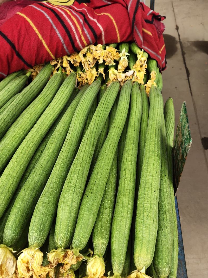 本地长丝瓜。短丝瓜。大量上市。走超市，走市场。加工厂量大