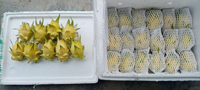 以色列黄金火龙果黄皮水晶肉酸甜可口现摘现发