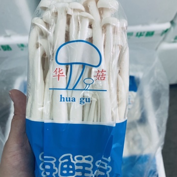 海鲜菇，基地直供，一件也是批发价
