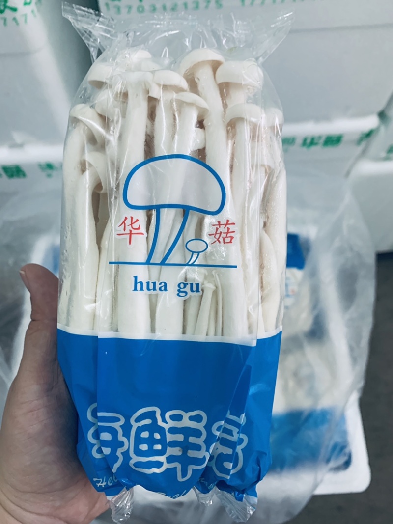 海鲜菇，基地直供，一件也是批发价