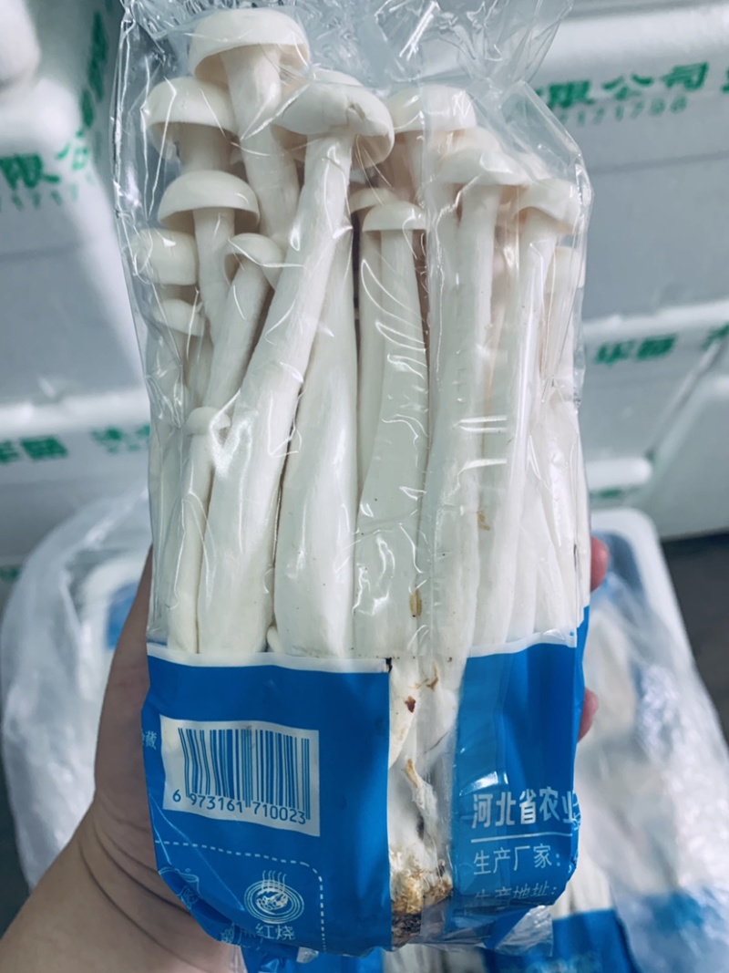 海鲜菇，基地直供，一件也是批发价