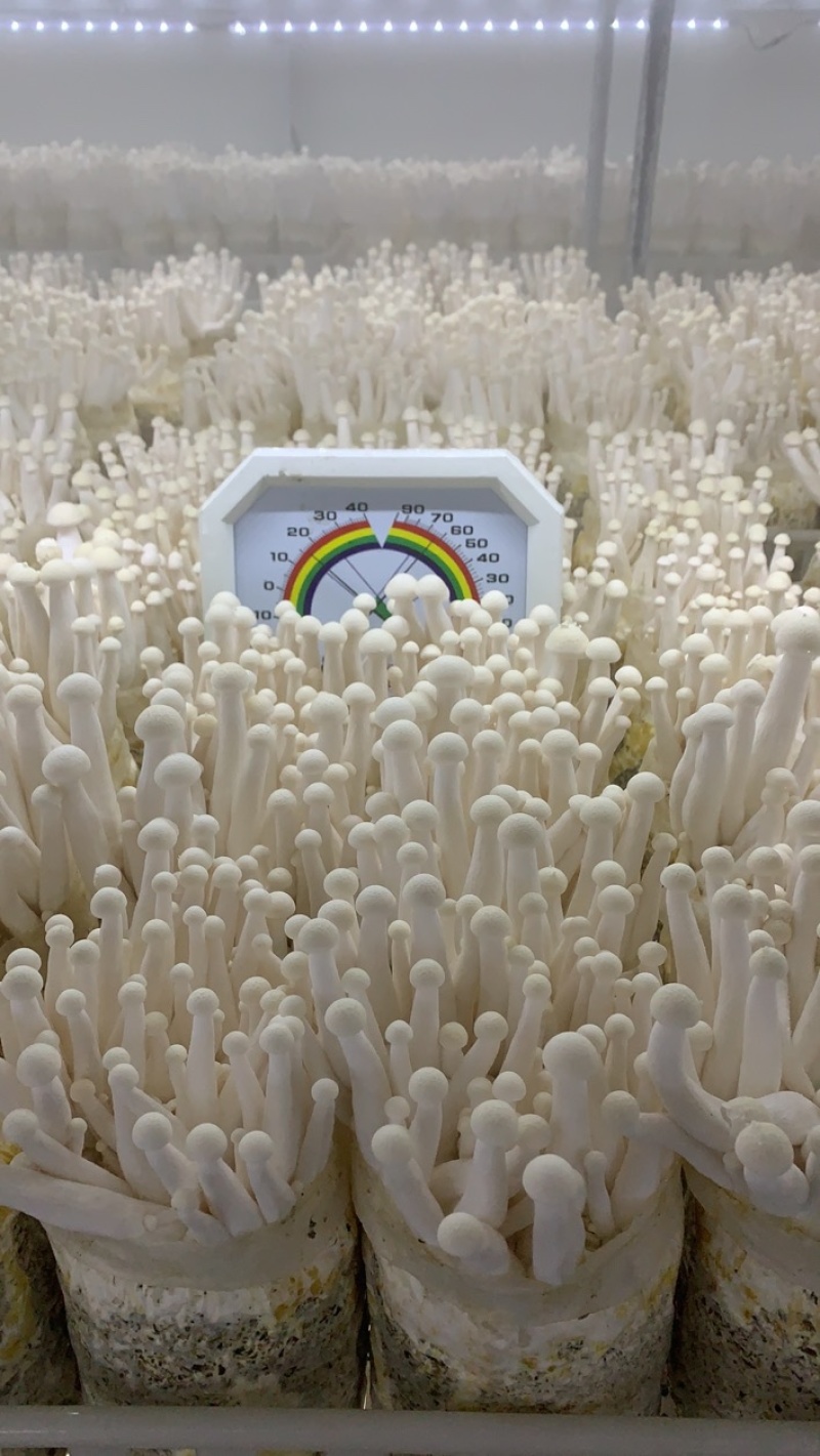 海鲜菇，基地直供，一件也是批发价
