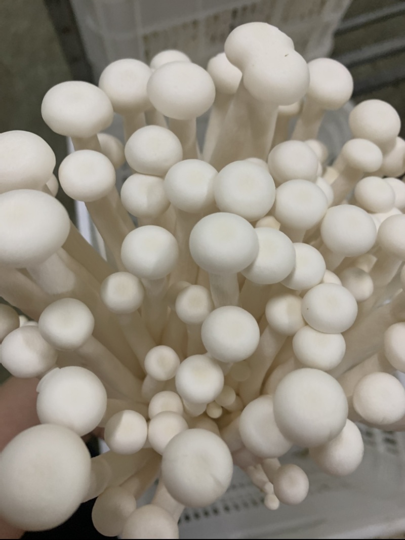 海鲜菇，基地直供，一件也是批发价