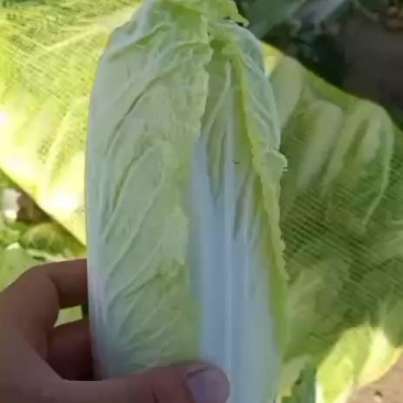 大中小娃娃菜需要联系，菜好价低，菜贵就缺了。