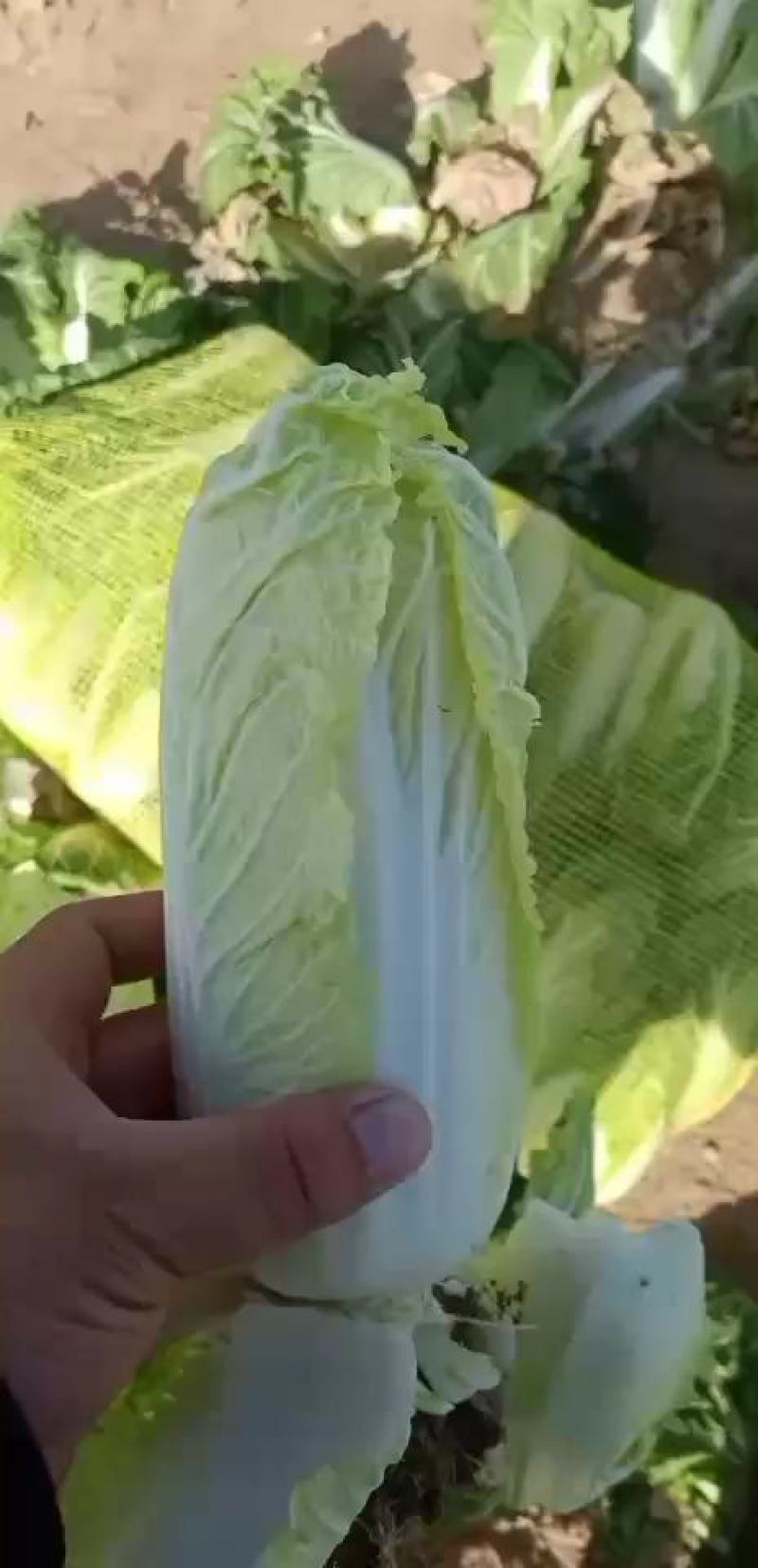 大中小娃娃菜需要联系，菜好价低，菜贵就缺了。