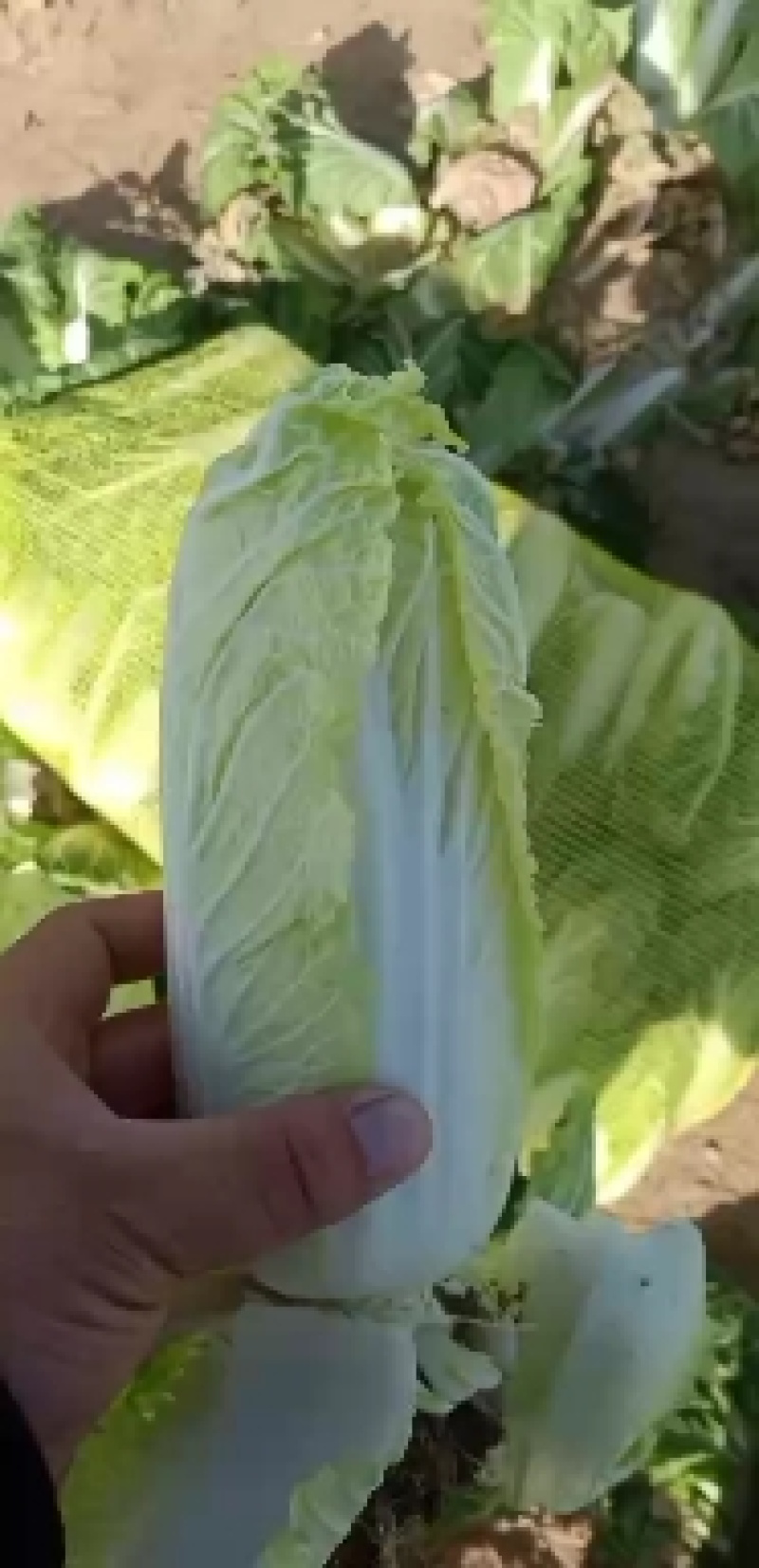 大中小娃娃菜需要联系，菜好价低，菜贵就缺了。