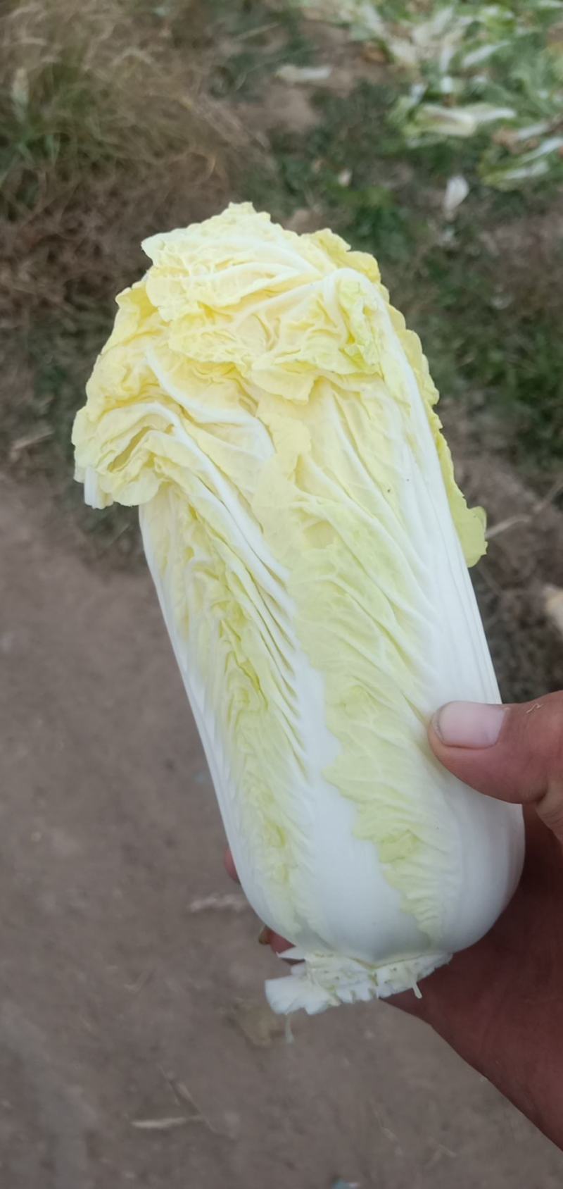 大中小娃娃菜需要联系，菜好价低，菜贵就缺了。