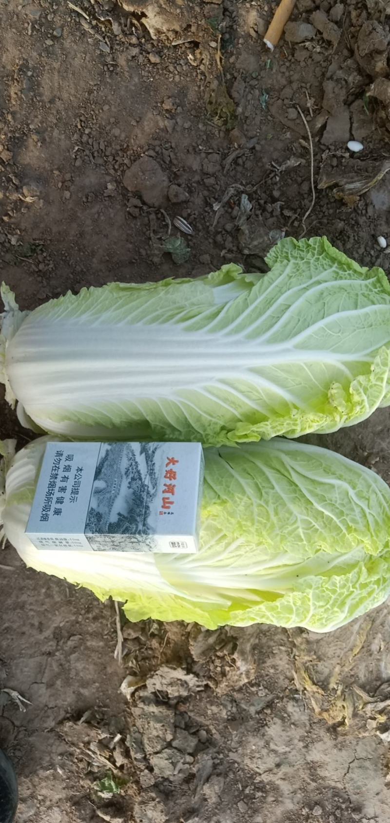大中小娃娃菜需要联系，菜好价低，菜贵就缺了。