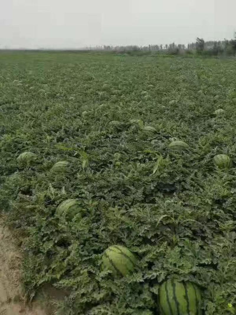 东北西瓜，精品地雷瓜上市，火爆热卖中，联系我视频看货！