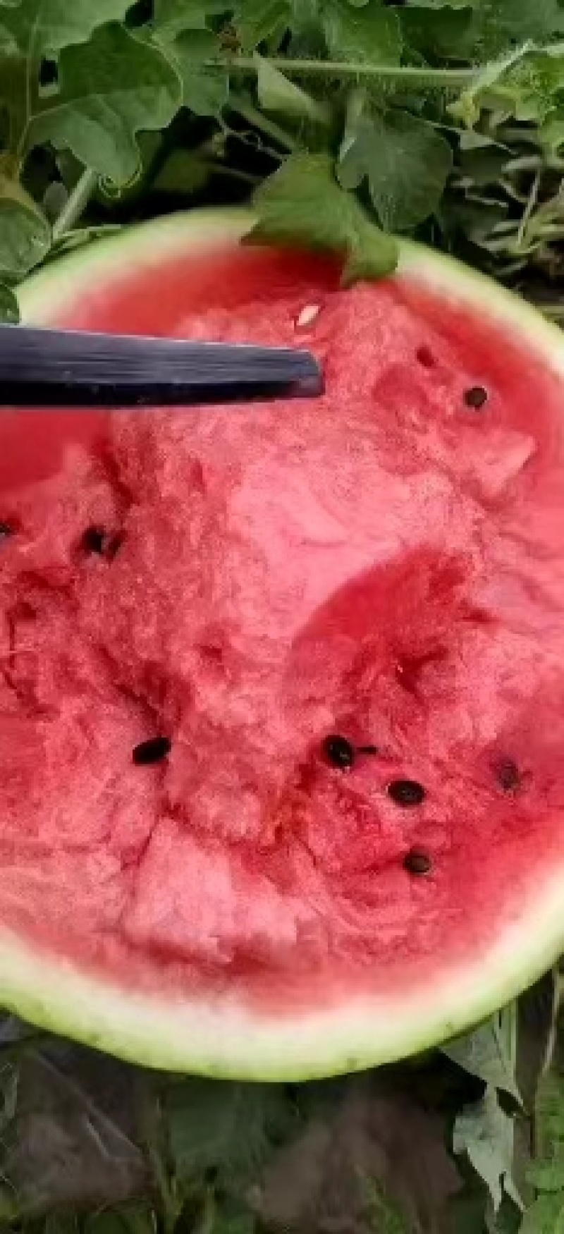 东北西瓜，精品地雷瓜上市，火爆热卖中，联系我视频看货！
