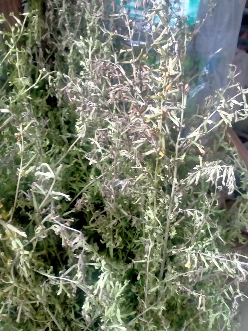 纯野生北刘寄奴，一年比一年资源少，有需要的联系我
