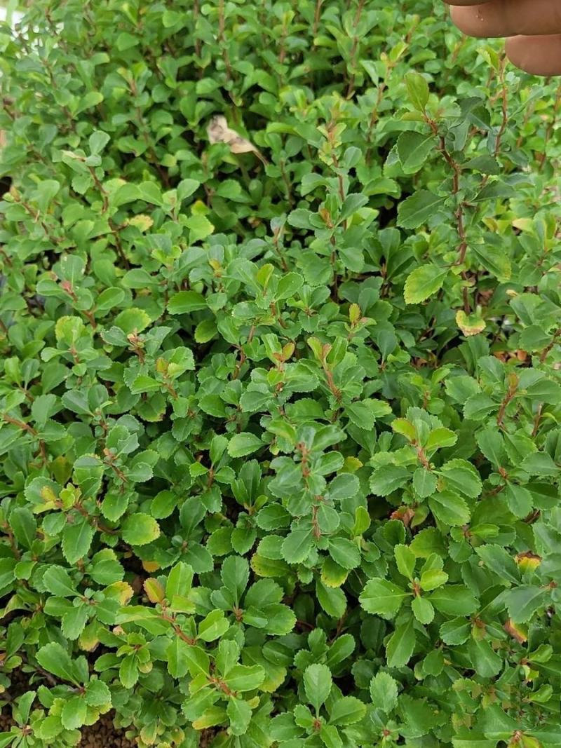 日本红花一号长寿梅，长寿梅是蔷蔷薇科木瓜属日本海棠类植物
