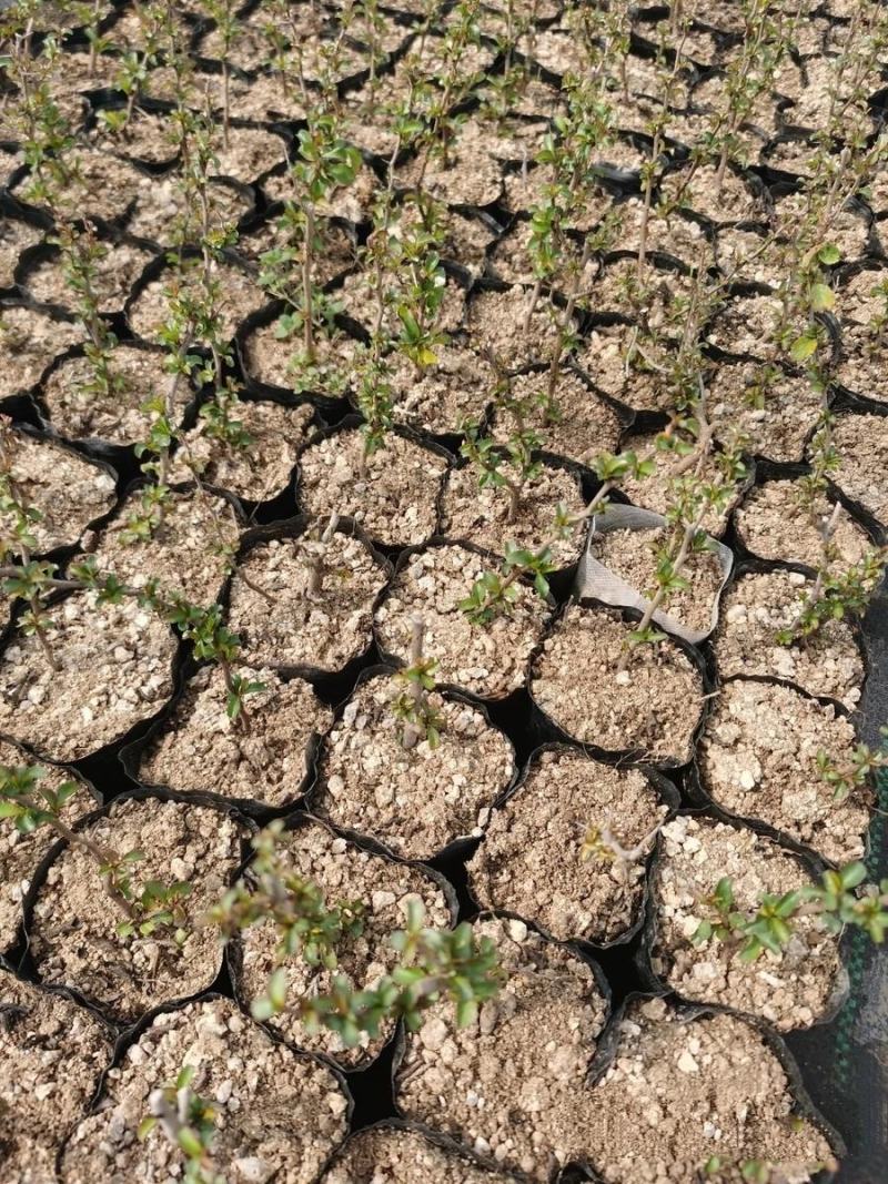 日本红花一号长寿梅，长寿梅是蔷蔷薇科木瓜属日本海棠类植物