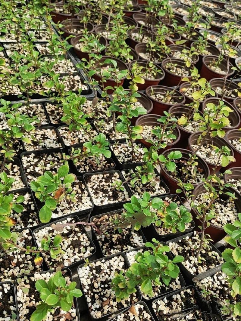 日本红花一号长寿梅，长寿梅是蔷蔷薇科木瓜属日本海棠类植物