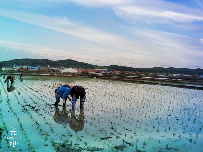 五常稻花香大米