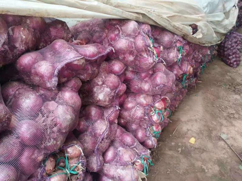 紫皮洋葱大量上市中质量好无烂头个头均匀颜色新鲜大小车都装