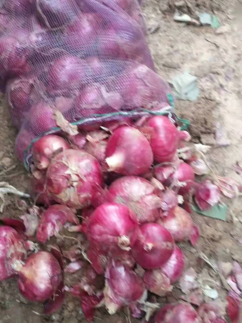 紫皮洋葱大量上市中质量好无烂头个头均匀颜色新鲜大小车都装