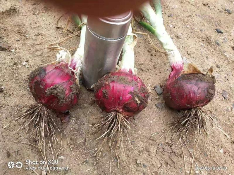 紫皮洋葱大量上市中质量好无烂头个头均匀颜色新鲜大小车都装