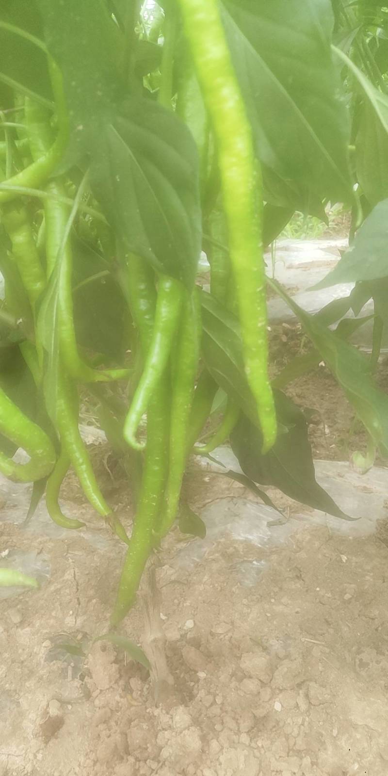鲜辣椒本基地有8号软皮线椒，菜椒量大。