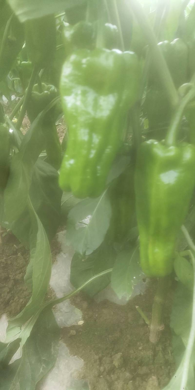 鲜辣椒本基地有8号软皮线椒，菜椒量大。