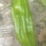 鲜辣椒本基地有8号软皮线椒，菜椒量大。
