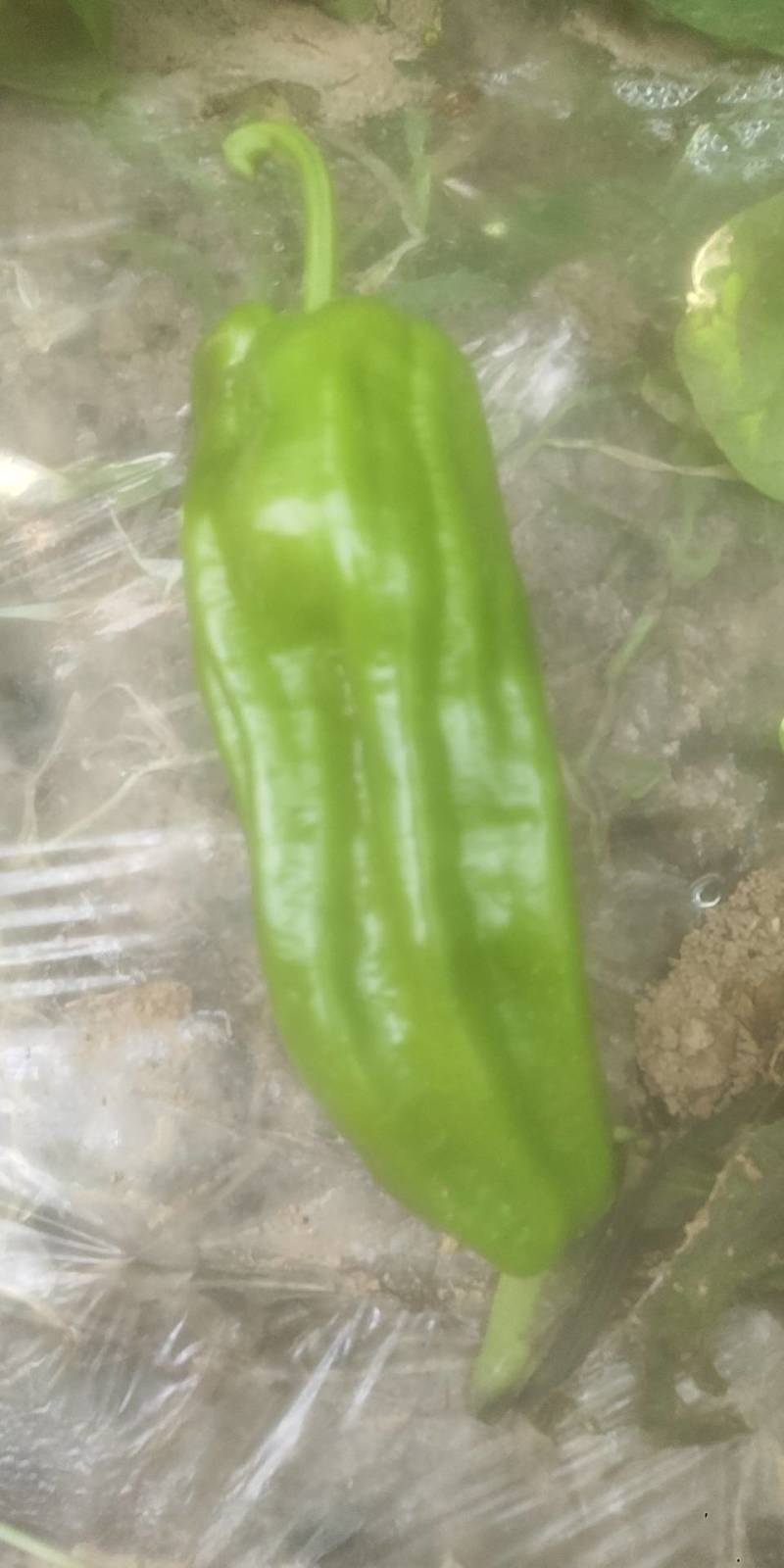 鲜辣椒本基地有8号软皮线椒，菜椒量大。